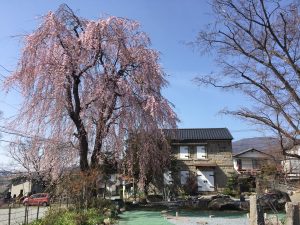 分譲地裏　庭（春・桜）